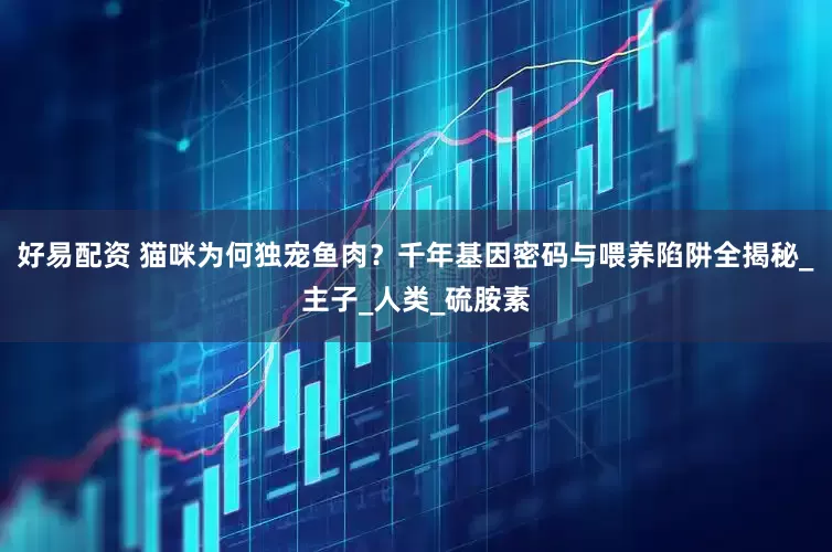 好易配资 猫咪为何独宠鱼肉？千年基因密码与喂养陷阱全揭秘_主子_人类_硫胺素